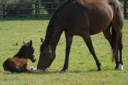 2018 filly by Golden Horn